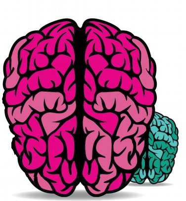 大脑对幻觉的反应