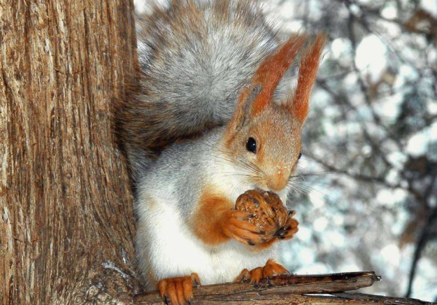 松鼠|小松鼠|花生|仓鼠