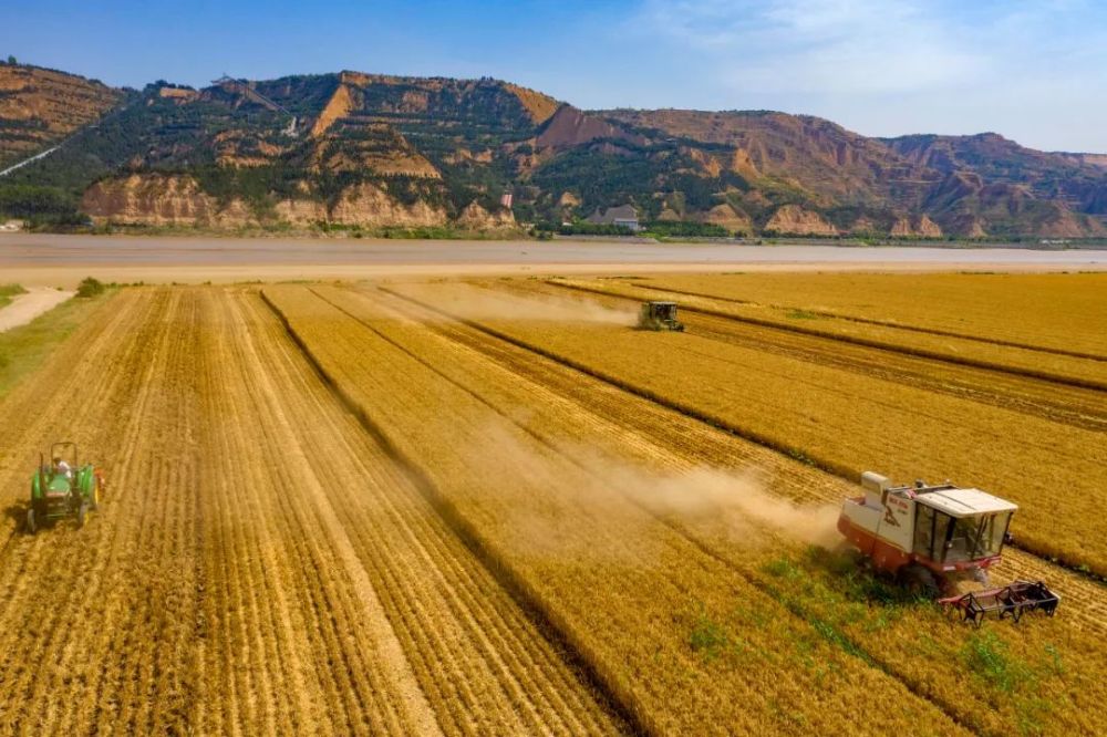 黄河岸边收获与播种