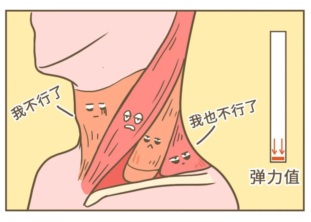 同一小组内的肌肉有「轮休制 累了的就休息一会 队友会帮它把活干了