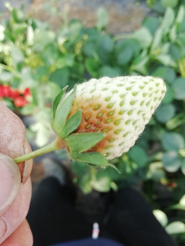 草莓果从果柄处腐烂是什么病你遇到过这种情况吗