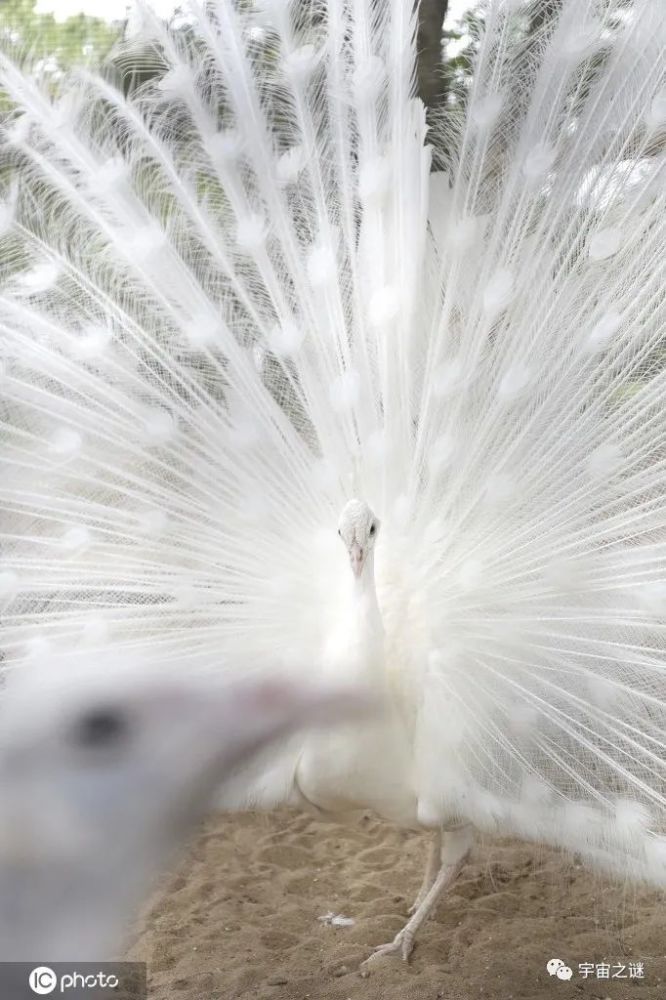 当地时间2020年6月5日,日本福冈,公园里的雌性白色孔雀,全身雪白,开屏