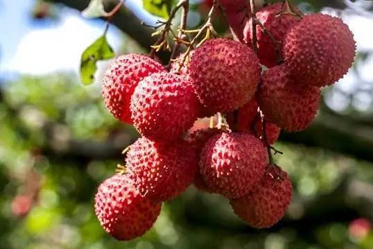 钦州属秦设象郡所辖;从汉朝,三国一直至晋时期,钦州属交州合浦郡所管