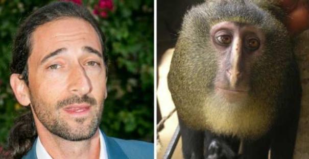 新物种猴子,长着一张奇怪的人脸与一个亮蓝色的屁股!