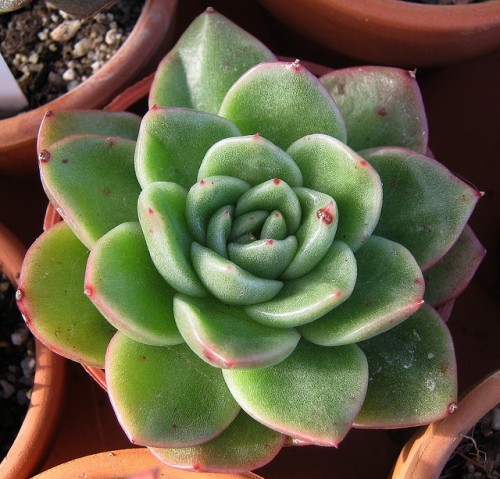 欣赏l8种冬云系多肉的野性之美