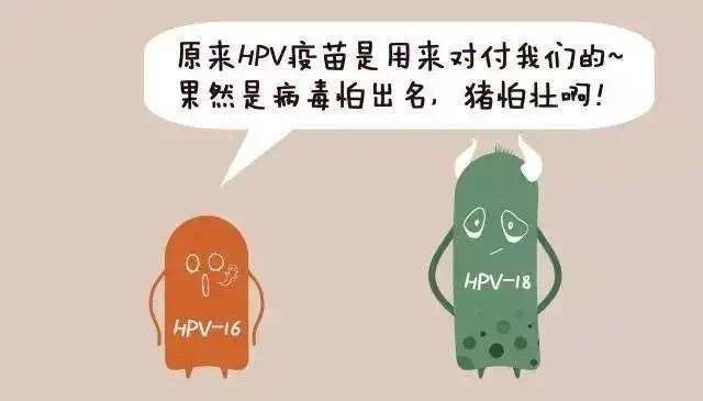 hpv是人乳頭瘤病毒的英文縮寫,是能引起宮頸癌的罪魁禍首;hpv目前已知