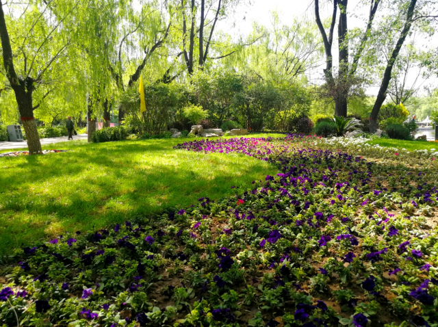 这片缀花草坪成为呼和浩特市民游园热门打卡地 腾讯新闻