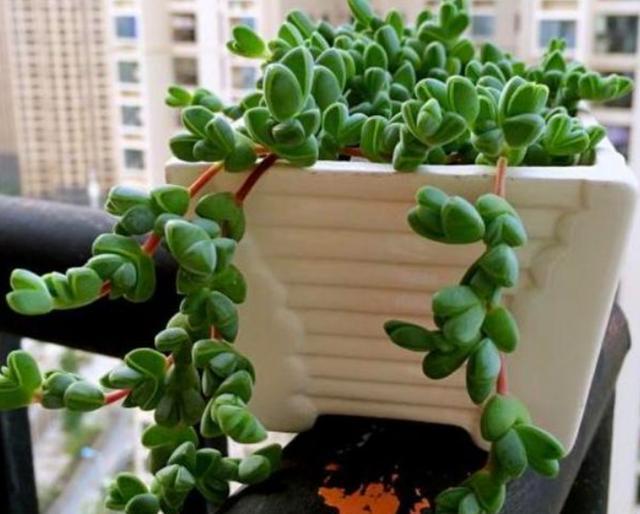夏买白菜价多肉 想养活一棵回本吗 4招 让它们有一个活一个 腾讯新闻
