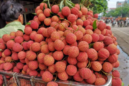 荔枝丰收卖不动10元3斤也出现了却从越南进口8000吨荔枝