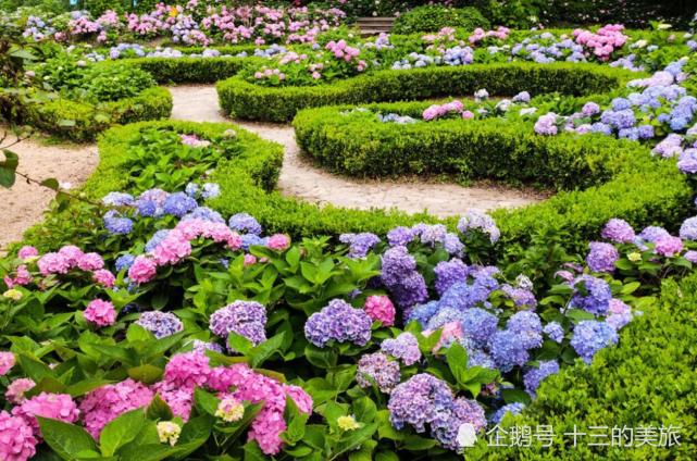 夏看八仙秋赏菊 上海的八仙花开了 赏花好去处 腾讯网