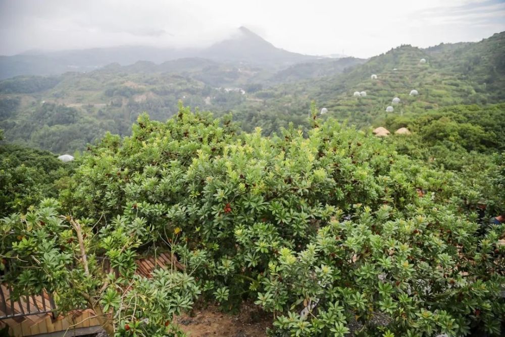 文成县仰山杨梅专业合作社文成县望湖农业专业合作社文成县库里人家农