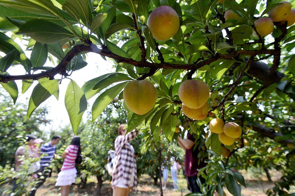 继农家乐"倒下"后,采摘园也生意冷淡,为何大家不爱去呢?