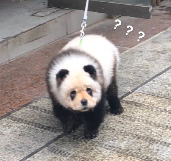 四川街头有人遛"熊猫",主人道破真相:染过色的松狮犬_腾讯新闻