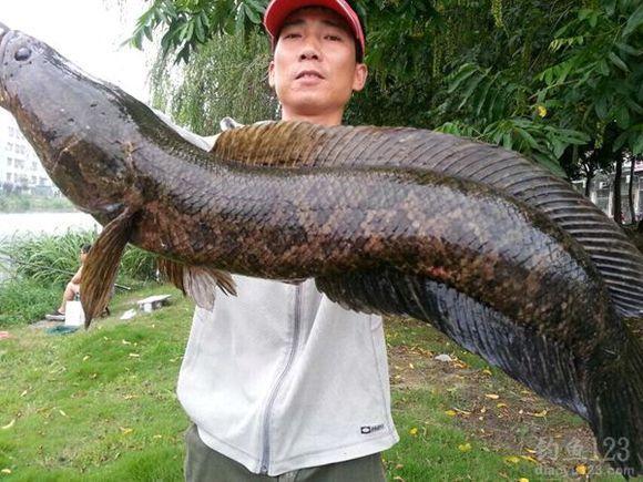僵尸鱼?湘江钓起怪鲤鱼,鳞片掉光,肚子上两大"牙印"