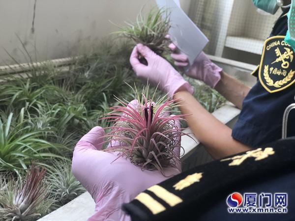 形态别致花序奇特518株紫花凤梨 登鹭 腾讯新闻