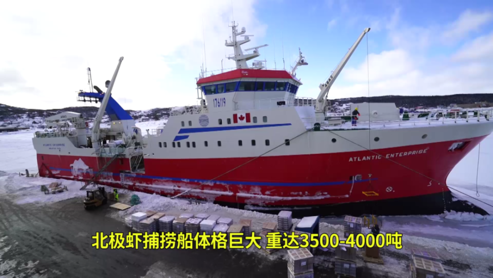 千吨级加拿大北极虾渔船冬季破冰捕虾船上加工锁住虾肉新鲜