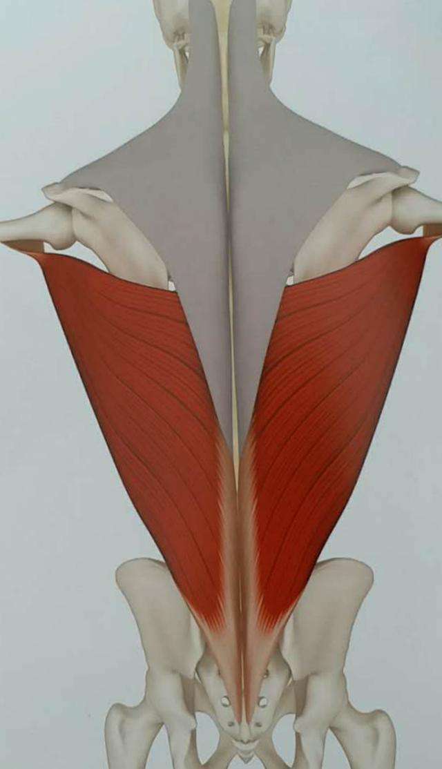正是他惊人的背阔肌宽度为这位奥林匹亚先生赢得了"蝙蝠"的绰号.
