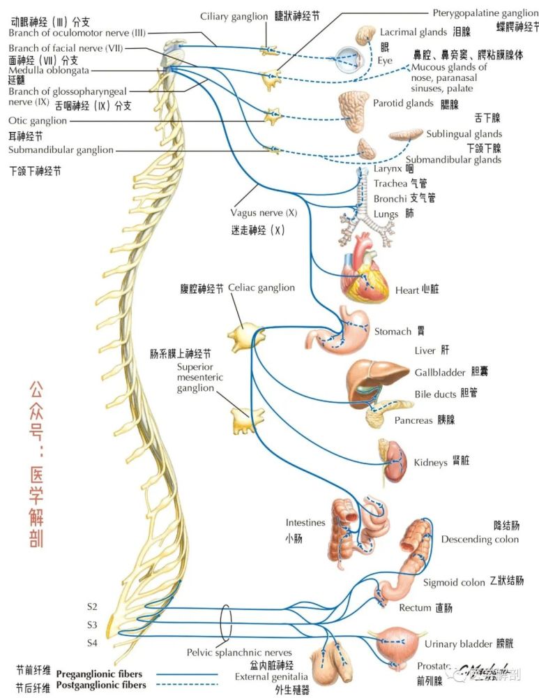 傻傻分不清楚交感副交感神經系統