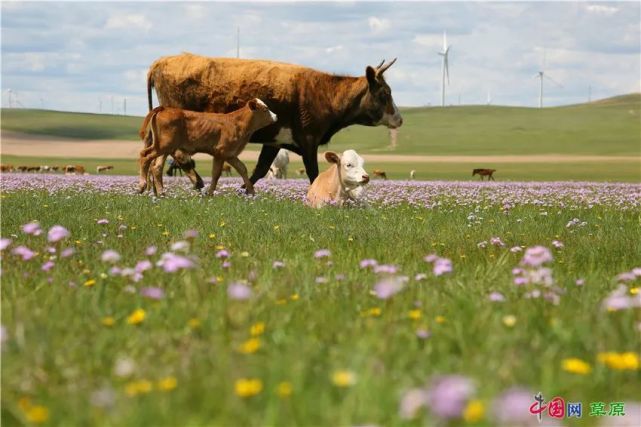 扎鲁特旗 草原花海等你来 腾讯网