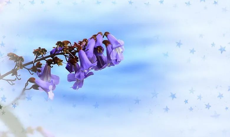 聆听梧桐花开 腾讯新闻