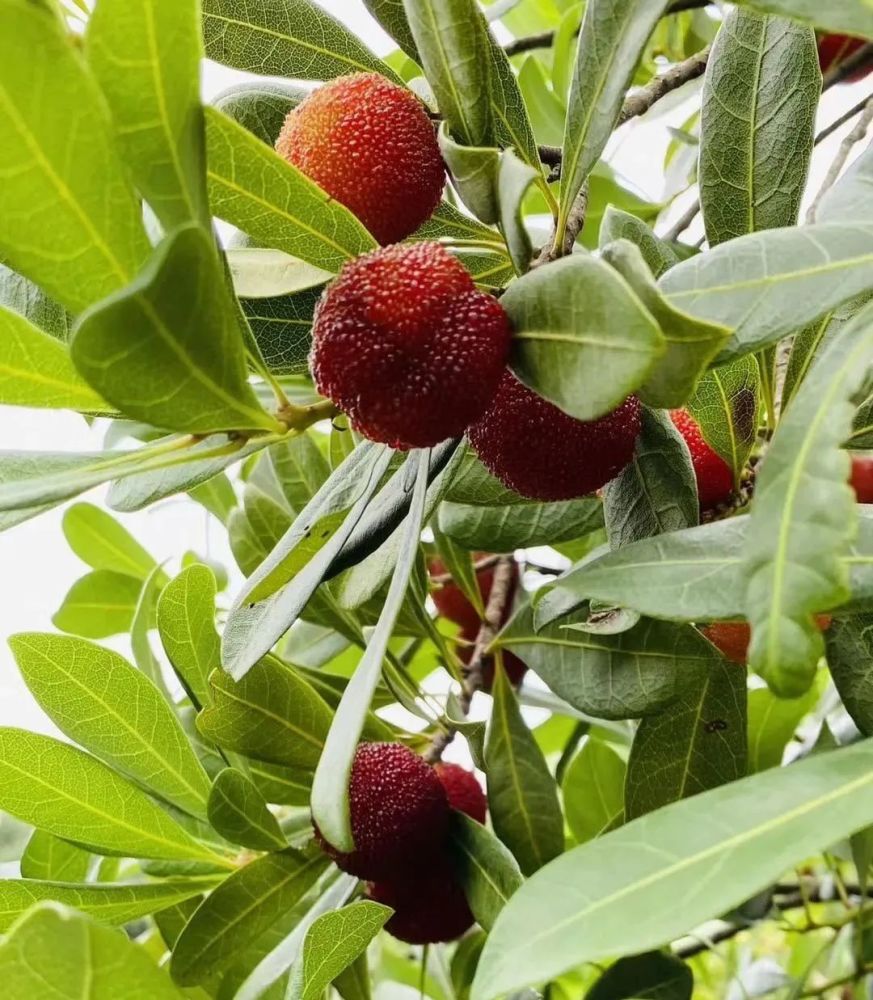 更是一副诱人的光景而现在的马山小话梅们也已