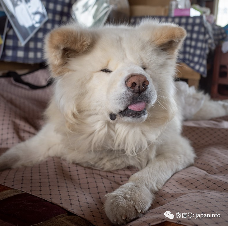 日本網紅秋田犬wasao離世主人心存感激