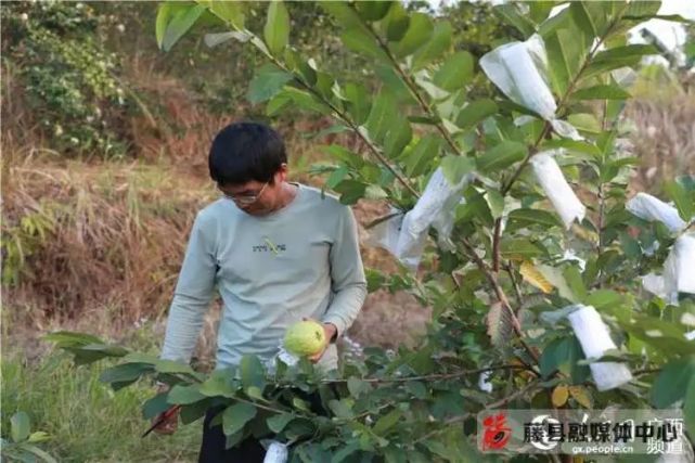 藤县和平镇座垌村种养大户种番石榴