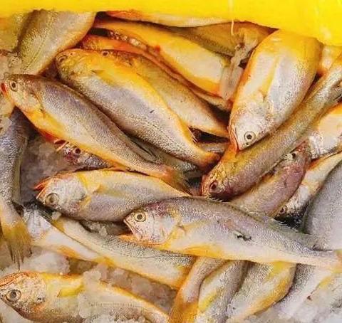 以后去市场 买这5种海鱼 好吃又划算 鱼铺老板也会夸你懂行 腾讯新闻