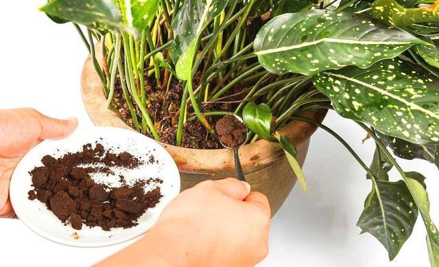 咖啡渣全倒了真可惜只需一步做成有机肥用来养花真不错