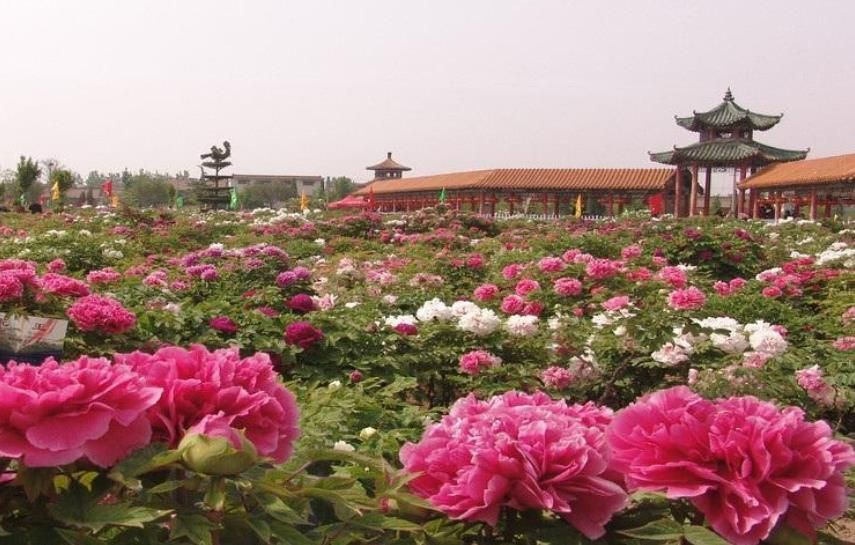 中国牡丹之都菏泽:山东经济发展的黑马
