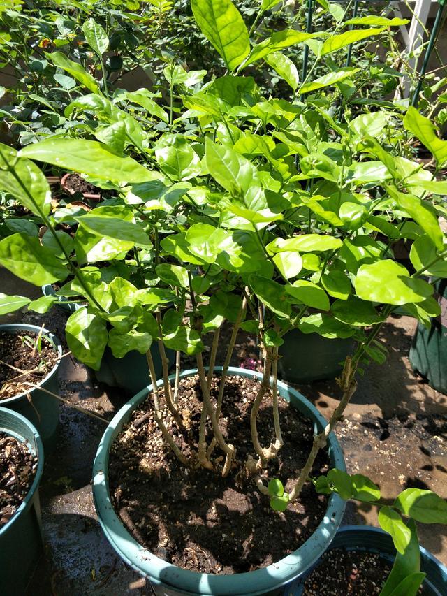 茉莉花生长季缺了这"四样",黄叶不爱开花,及时改善,花繁叶茂