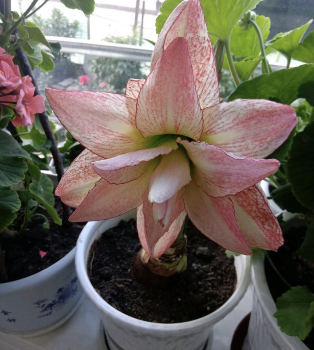 6月来了 朱顶红花败 做好 3件事情 种球大1圈 明年开花多 花盆 朱顶红 种球 红花 球根花卉