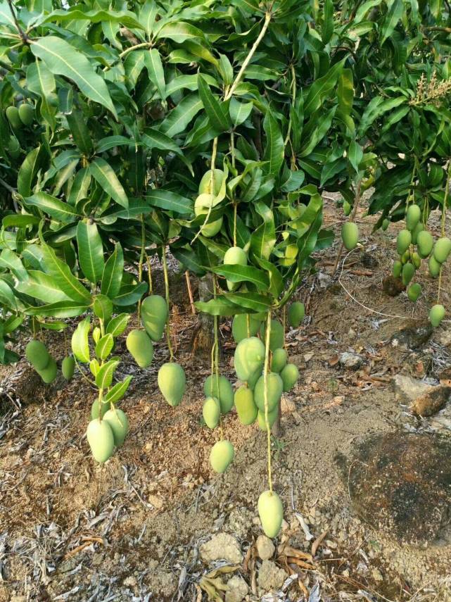 芒果地头价2块钱一斤,能卖出去就很高兴,果农:不敢奢求太多