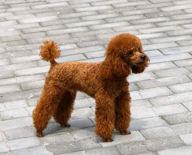 纯种泰迪犬应具有这些特征,快回家看看,你家泰迪犬有吗?