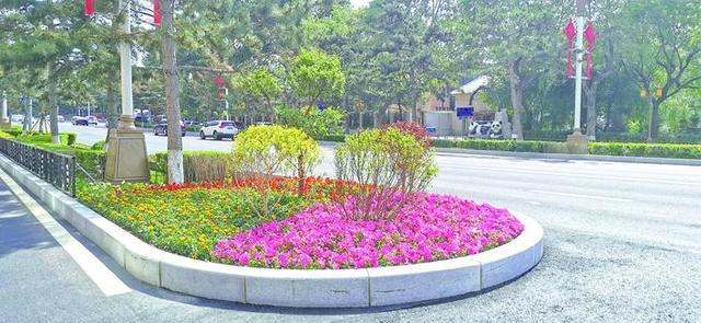 20万株花卉扮靓长春人民大街分车带惊艳变身