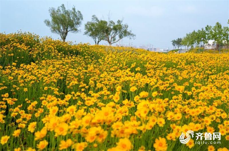 花开南海浪漫夏日 腾讯新闻