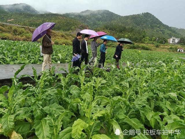 烟草田苗后除草剂大梳理