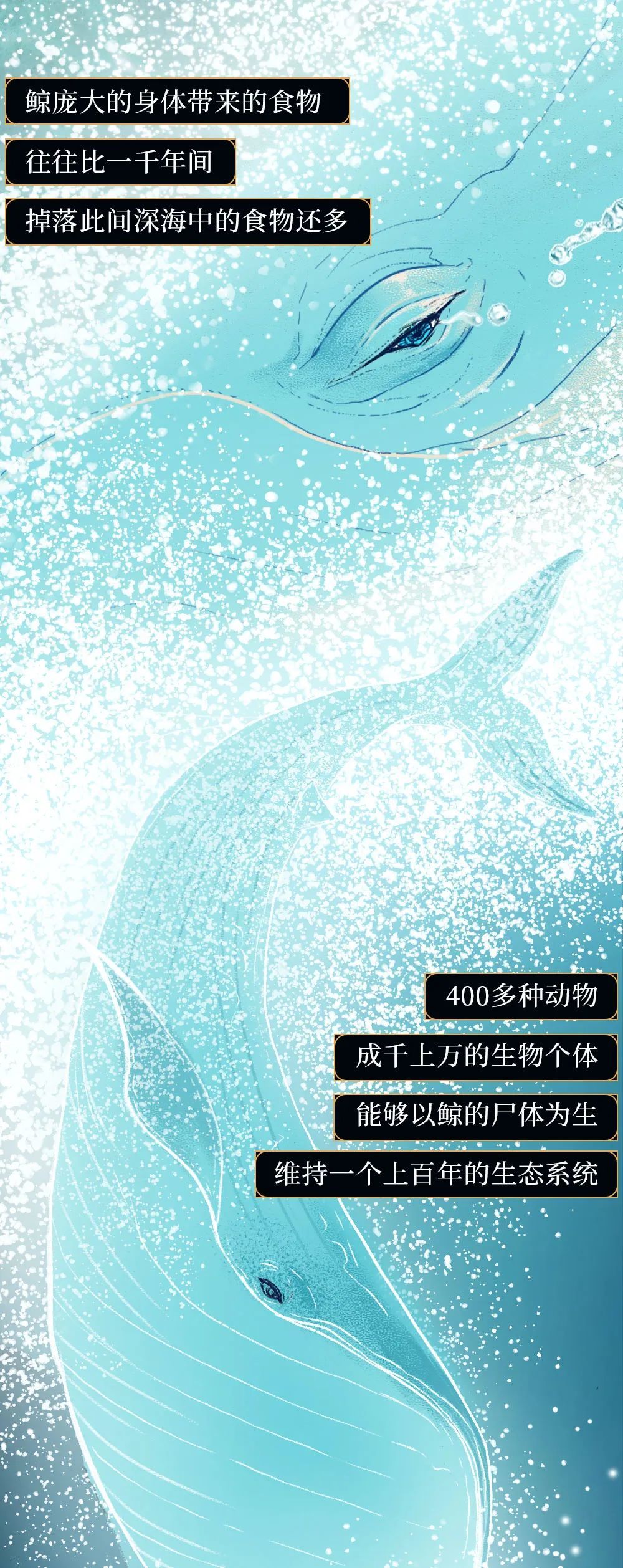 鲸落|世界上最浪漫的死亡曝光：一鲸落，万物生