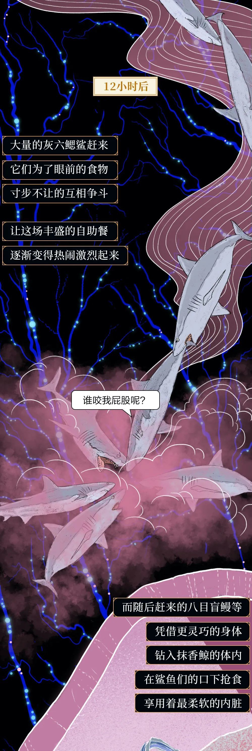 鲸落|世界上最浪漫的死亡曝光：一鲸落，万物生