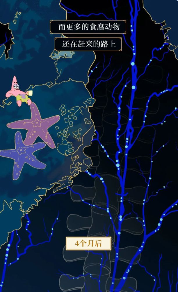 鲸落|世界上最浪漫的死亡曝光：一鲸落，万物生