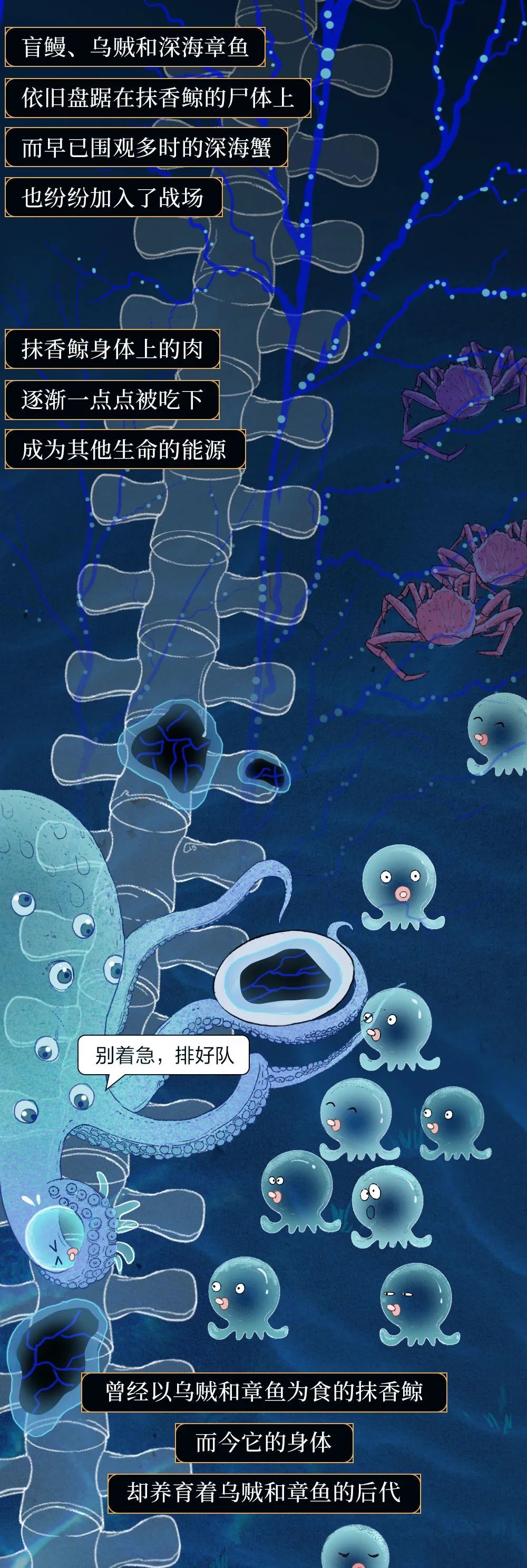 鲸落|世界上最浪漫的死亡曝光：一鲸落，万物生