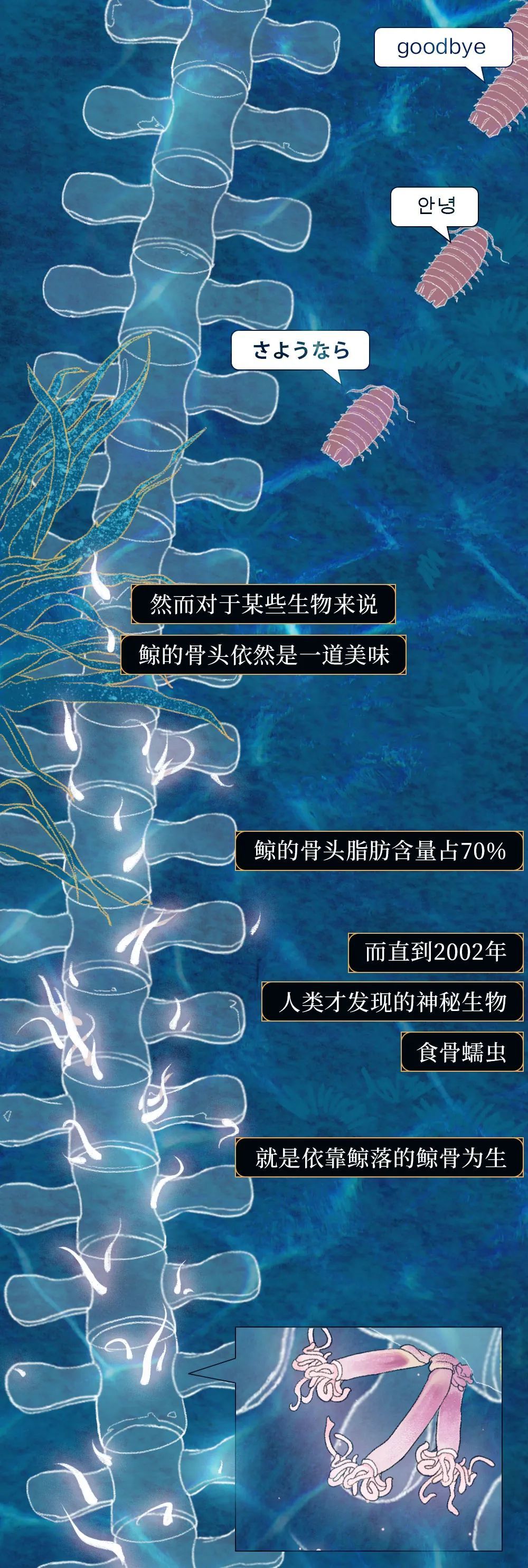 鲸落|世界上最浪漫的死亡曝光：一鲸落，万物生