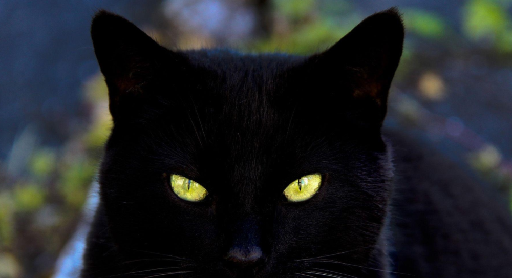 为何很多动物的眼睛在夜晚会发光是不是比我们人类要进化的更强