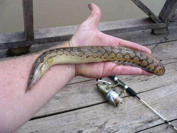 北方吃不到,南方才有的鱼,背上带刺被称为"刺王鱼",有价无货