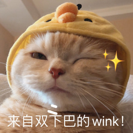猫咪表情包可爱又沙雕长胖了怎么办