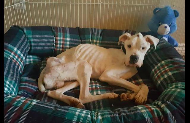 流浪狗瘦得像头小鹿,好心夫妻收养3年无微不至照顾,如今太壮实