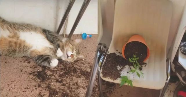 花几块钱买的绿植 差点毒死我家猫 腾讯网