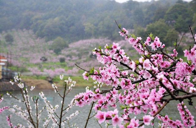 廣東竟也藏著個桃花源進村必須過400米的巖洞村民世代與世隔絕