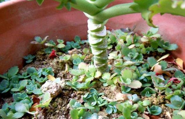 盆栽多肉不死鸟 落地生根 好看又好养 开花一次就可年年不断 落地生根 盆栽 多肉