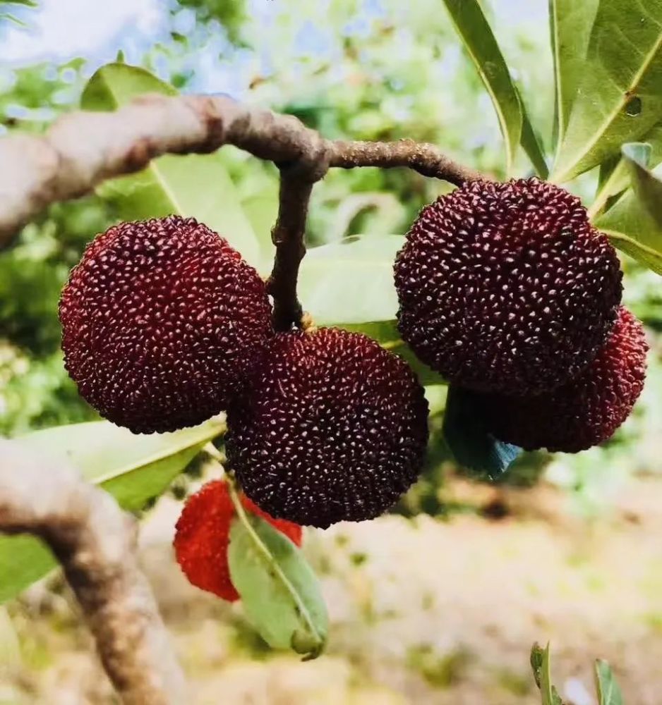 七旬老人吃当季水果送医急救丽水正大量上市医生这样吃水果要注意
